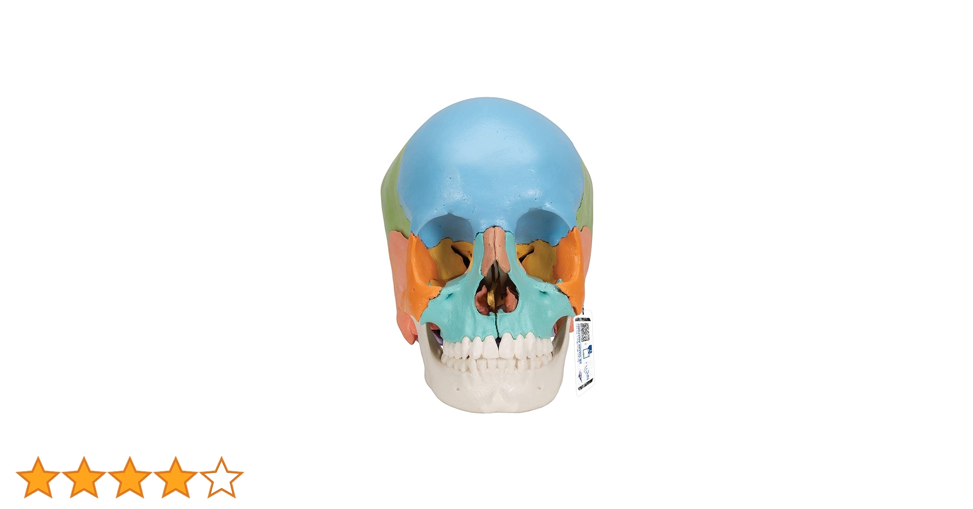 ■ドイツ3B社製頭蓋骨22分解キッ ト表示>マルチカラー　◾️新品未使用品 □ドイツ3B社製頭蓋骨22分解キッ ト表示>マルチカラー◾️新品未使用品